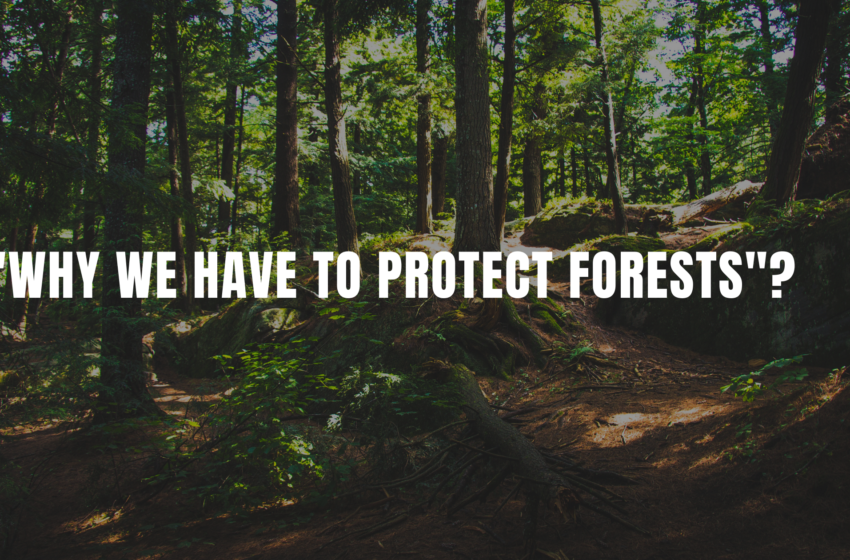  “Why we have to protect forests”?